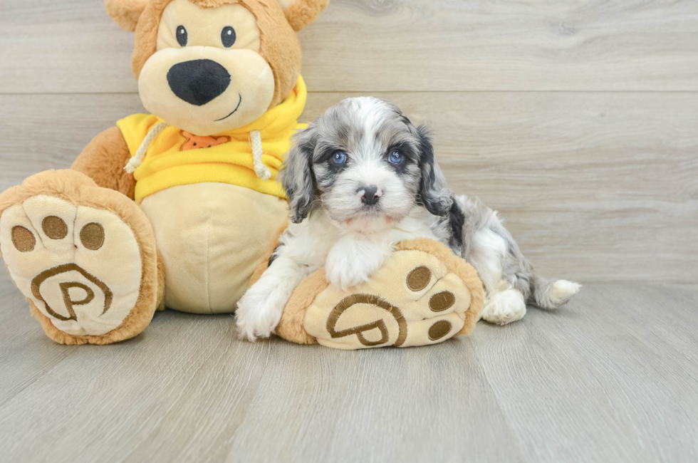 6 week old Cavapoo Puppy For Sale - Lone Star Pups