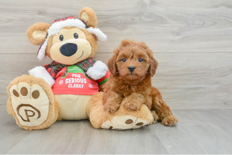 Popular Cavapoo Poodle Mix Pup