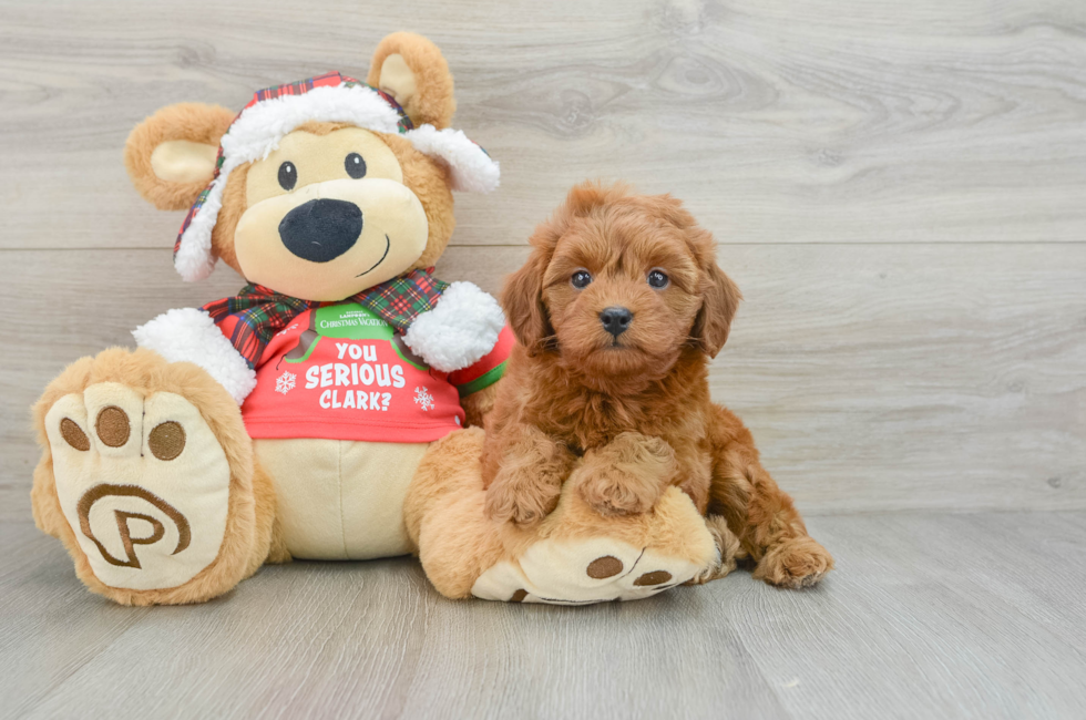 5 week old Cavapoo Puppy For Sale - Lone Star Pups