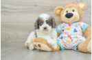 Popular Cavapoo Poodle Mix Pup