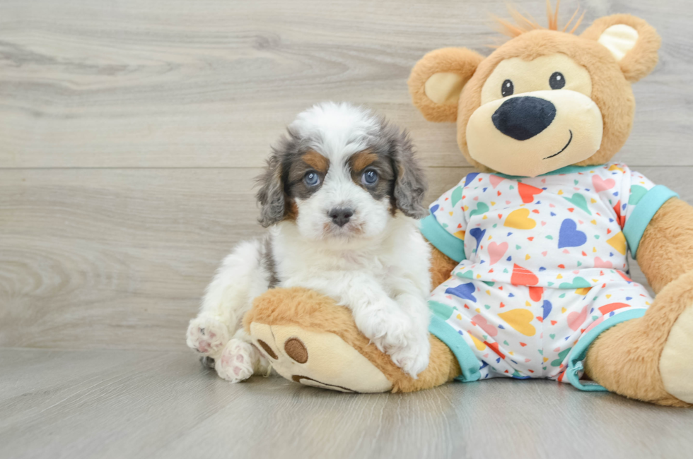 7 week old Cavapoo Puppy For Sale - Lone Star Pups