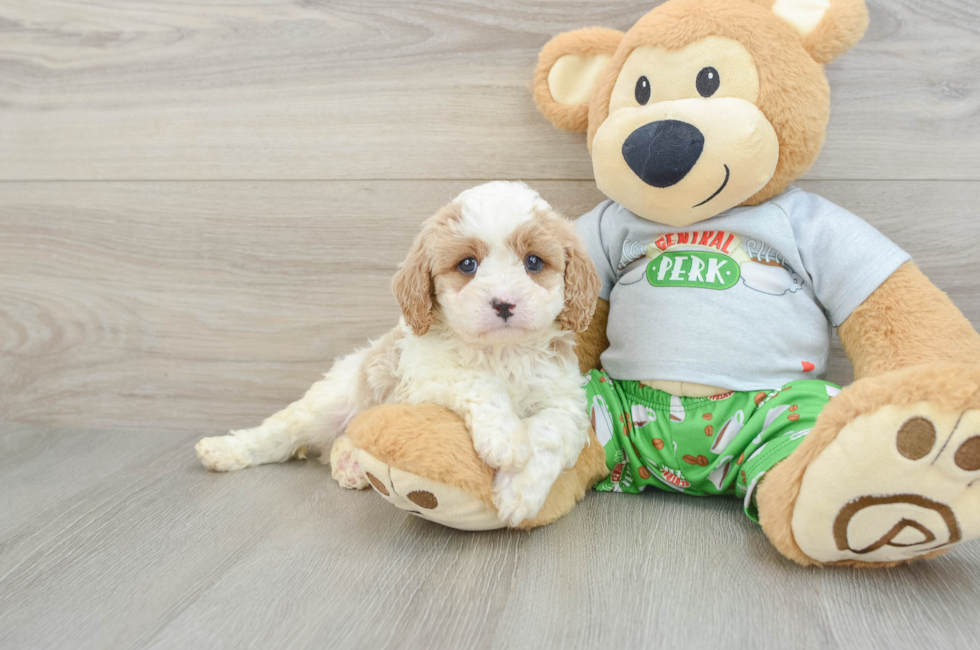 6 week old Cavapoo Puppy For Sale - Lone Star Pups