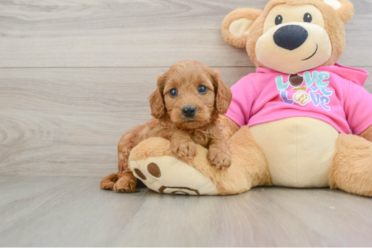 Energetic Cavoodle Poodle Mix Puppy