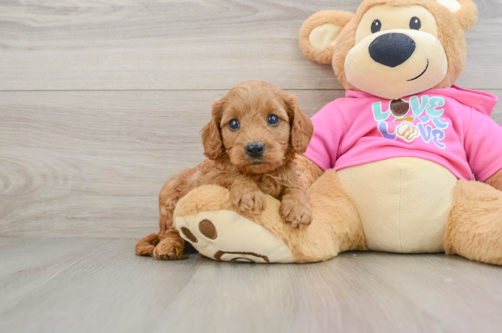 7 week old Cavapoo Puppy For Sale - Lone Star Pups