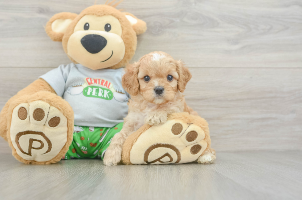 5 week old Cavapoo Puppy For Sale - Lone Star Pups