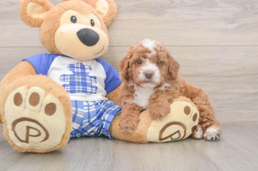 5 week old Cavapoo Puppy For Sale - Lone Star Pups