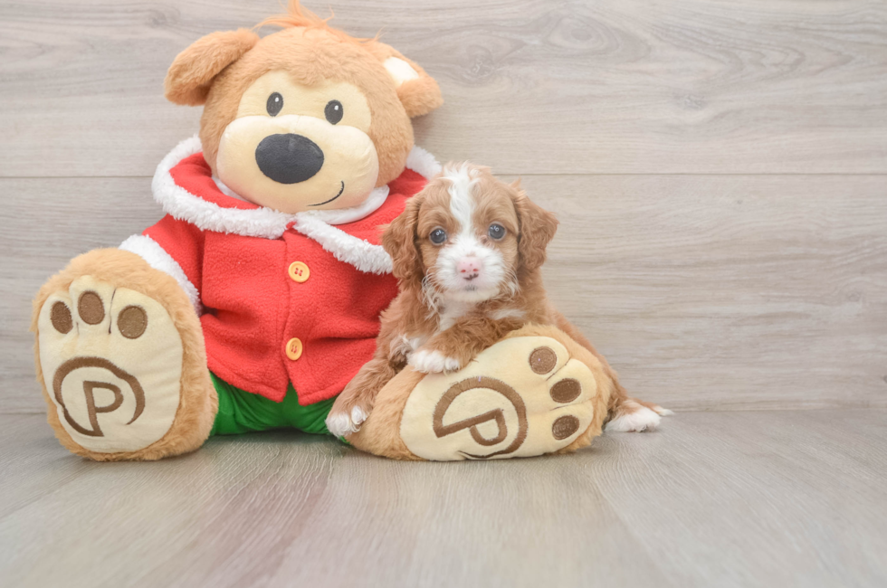 5 week old Cavapoo Puppy For Sale - Lone Star Pups