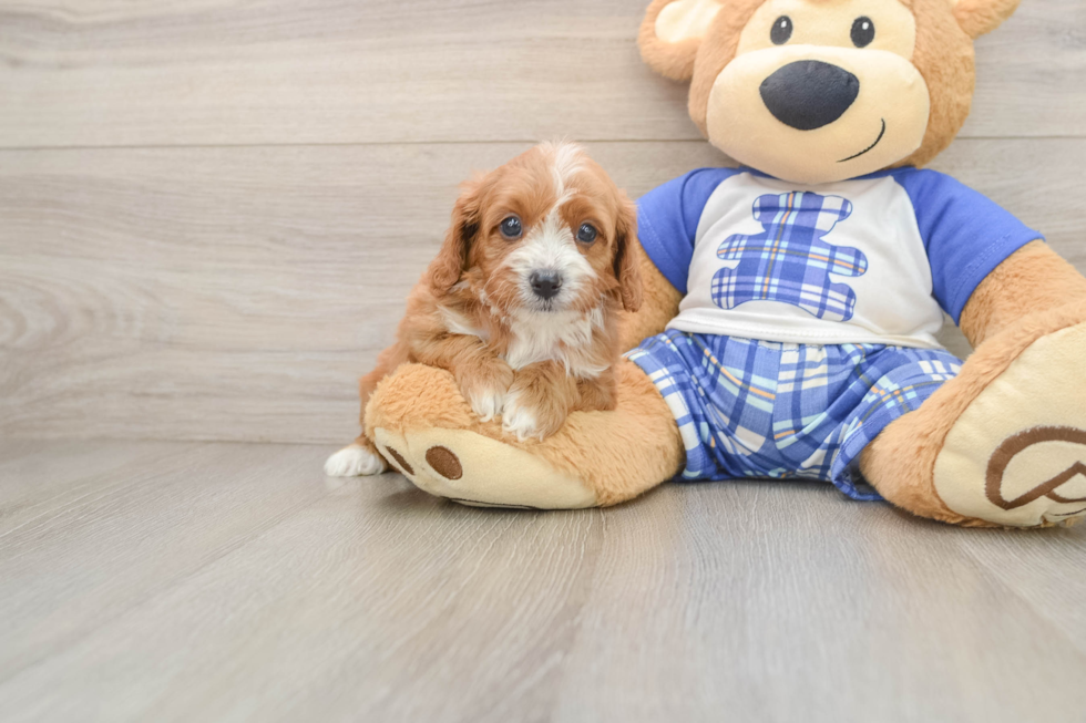 Cavapoo Puppy for Adoption