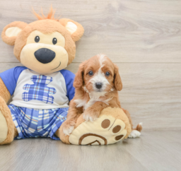 7 week old Cavapoo Puppy For Sale - Lone Star Pups
