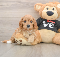 8 week old Cavapoo Puppy For Sale - Lone Star Pups