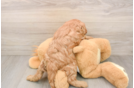 Cavapoo Puppy for Adoption