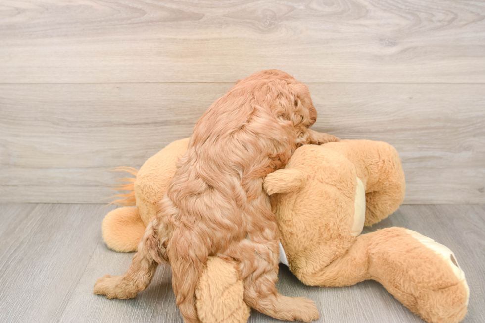 Cavapoo Puppy for Adoption