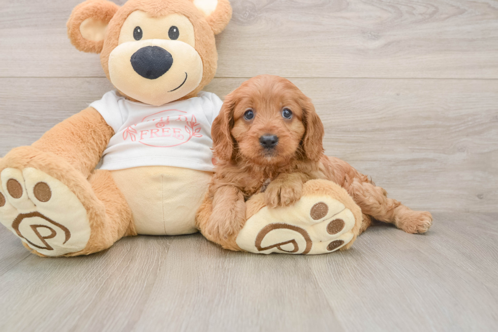 Best Cavapoo Baby