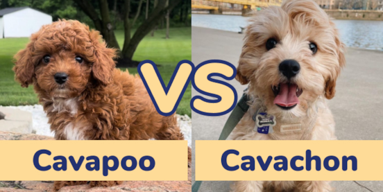 Cavapoo vs Cavachon Comparison
