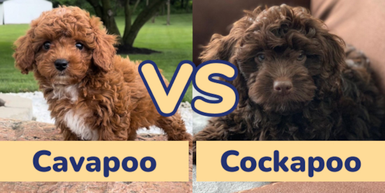Cavapoo vs Cockapoo Comparison