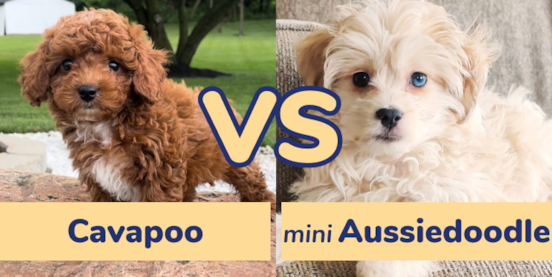 Cavapoo vs Mini Aussiedoodle Comparison
