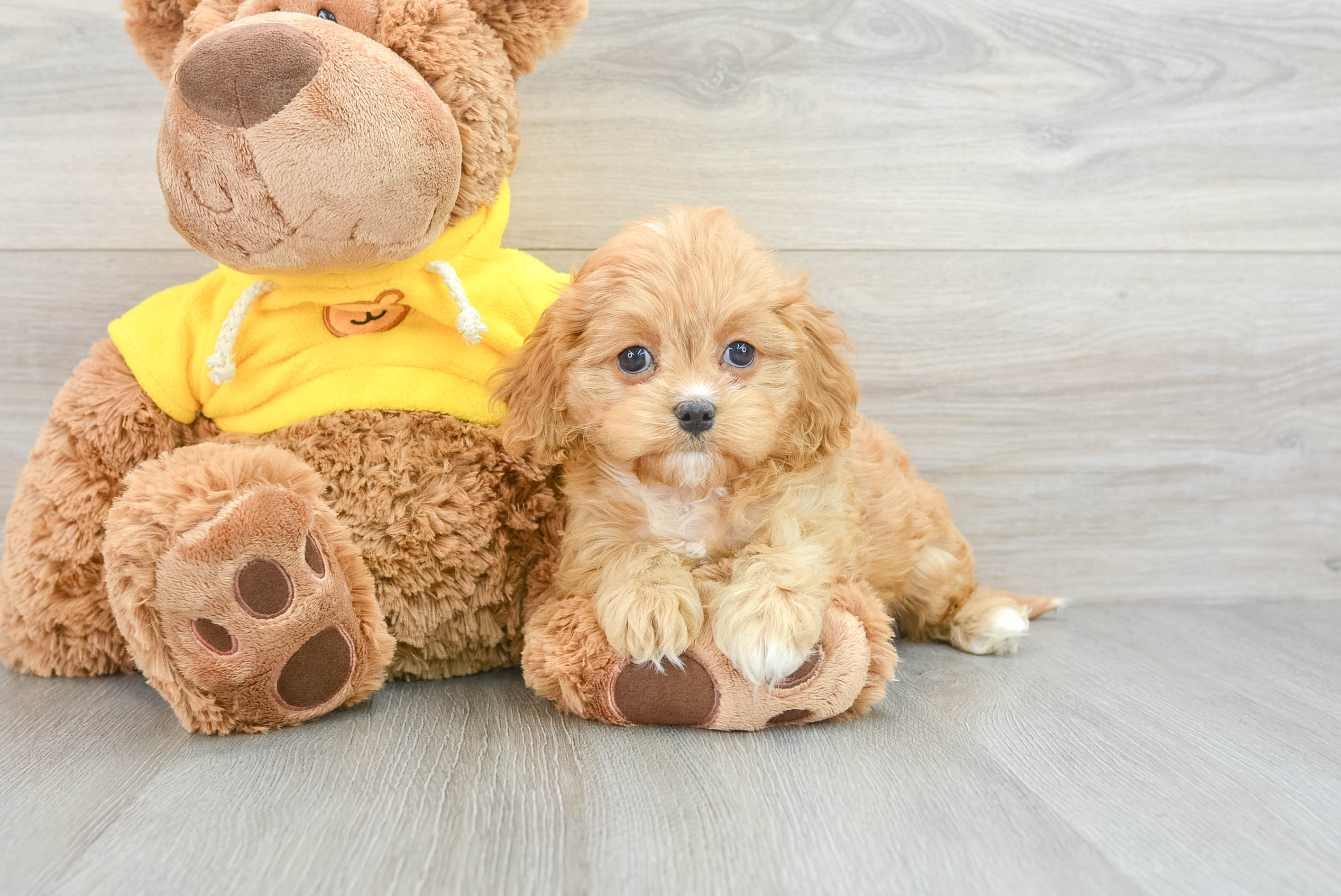 Small retailer cavapoo