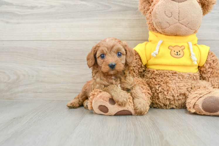 Cavapoo Pup Being Cute