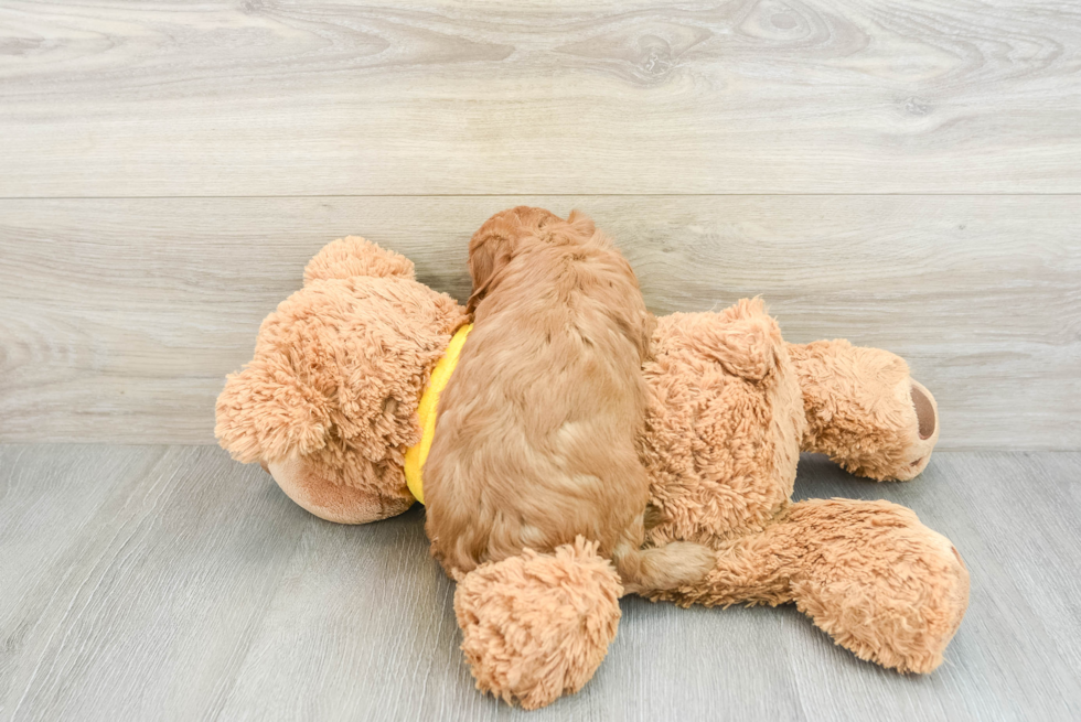 Cavapoo Pup Being Cute