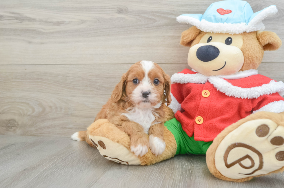 6 week old Cavapoo Puppy For Sale - Lone Star Pups