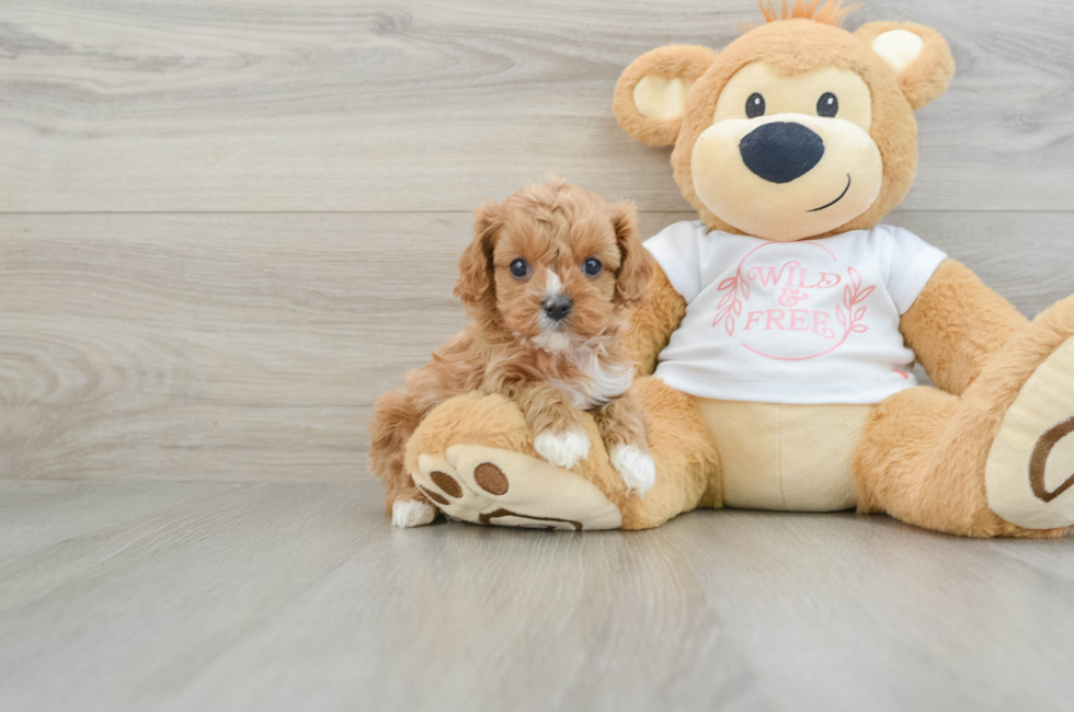 6 week old Cavapoo Puppy For Sale - Lone Star Pups