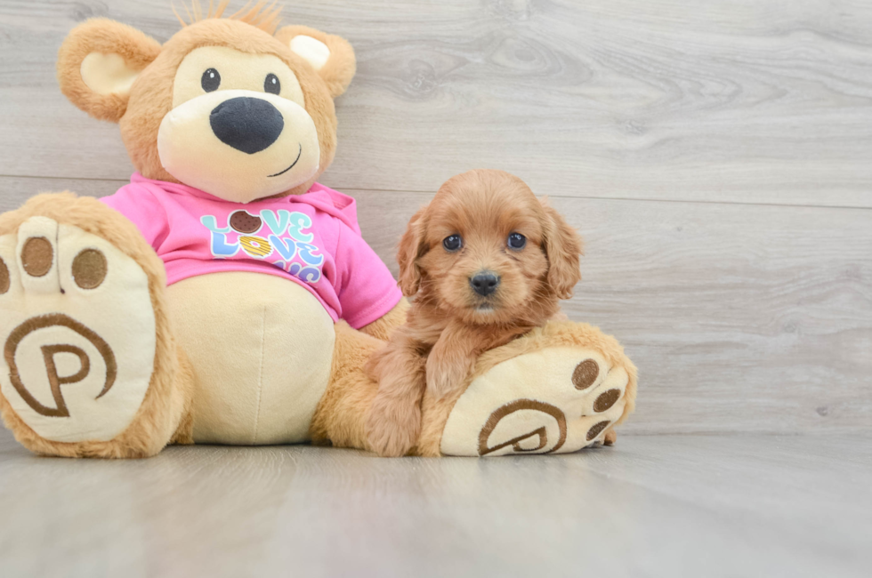 5 week old Cavapoo Puppy For Sale - Lone Star Pups