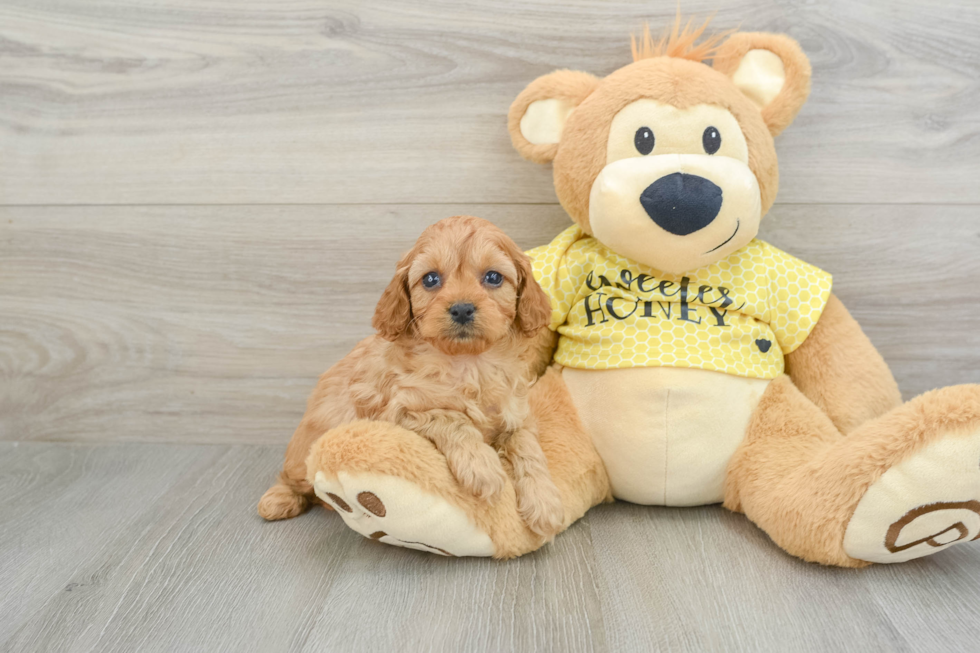 Sweet Cavapoo Baby