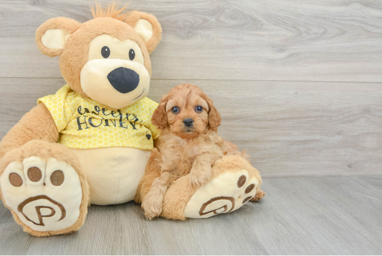 Sweet Cavapoo Baby