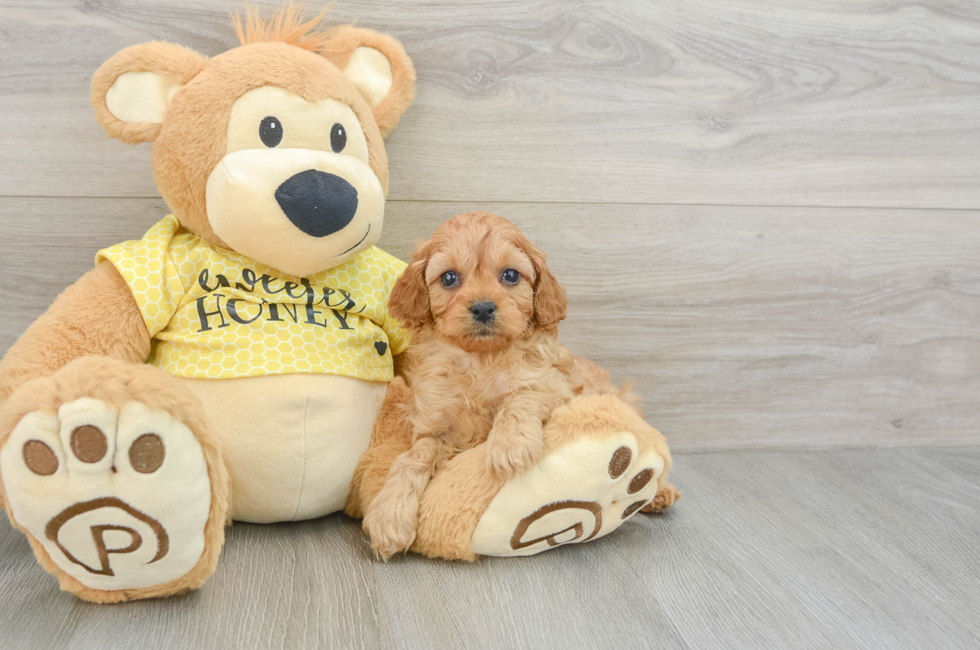 5 week old Cavapoo Puppy For Sale - Lone Star Pups