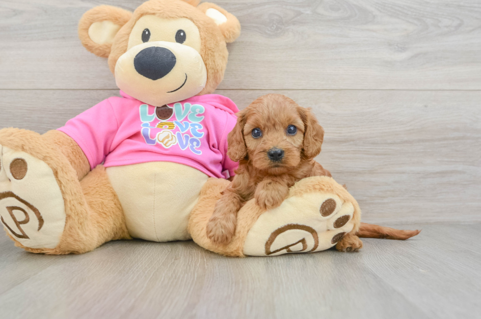 7 week old Cavapoo Puppy For Sale - Lone Star Pups