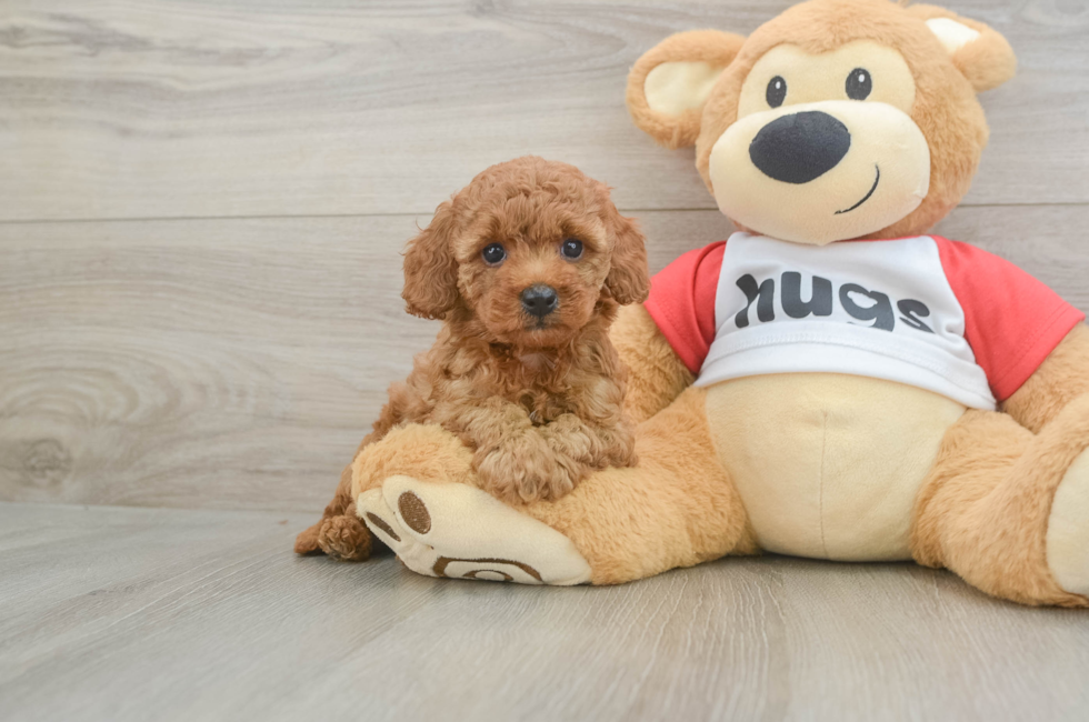 6 week old Cavapoo Puppy For Sale - Lone Star Pups