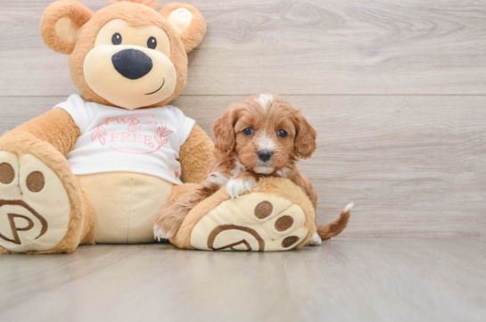 Best Cavapoo Baby
