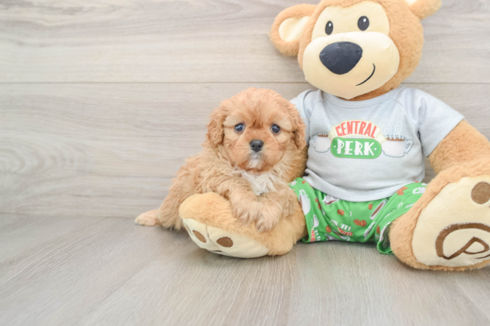 Cavapoo Puppy for Adoption