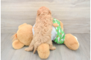 Cavapoo Puppy for Adoption