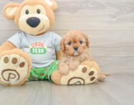 9 week old Cavapoo Puppy For Sale - Lone Star Pups