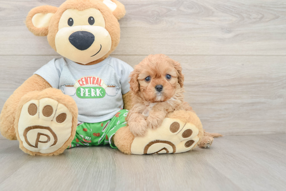 Adorable Cavalier King Charles Spaniel and Poodle Mix Poodle Mix Puppy
