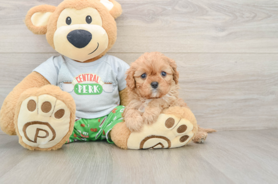 Adorable Cavalier King Charles Spaniel and Poodle Mix Poodle Mix Puppy