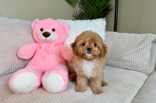 Cute Cavipoo Poodle Mix Puppy