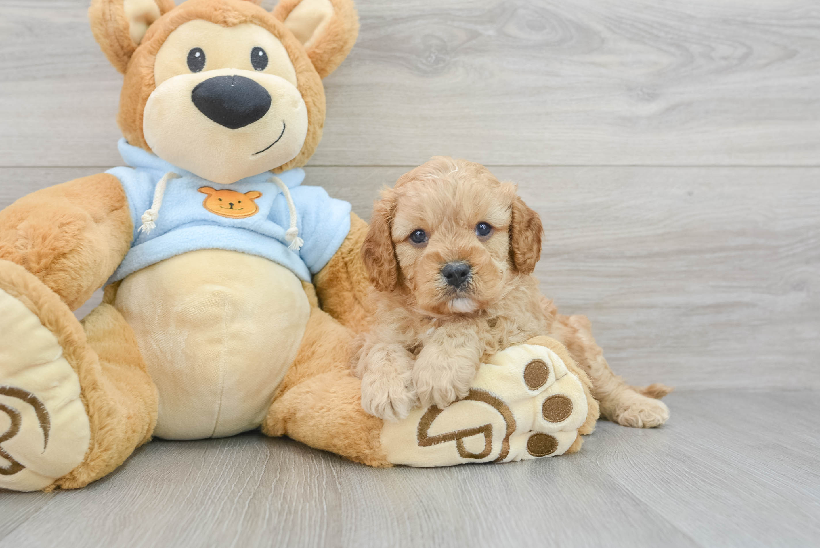 Cavapoo Puppy for Adoption
