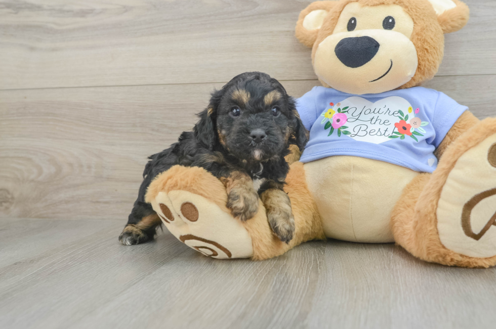 6 week old Cavapoo Puppy For Sale - Lone Star Pups