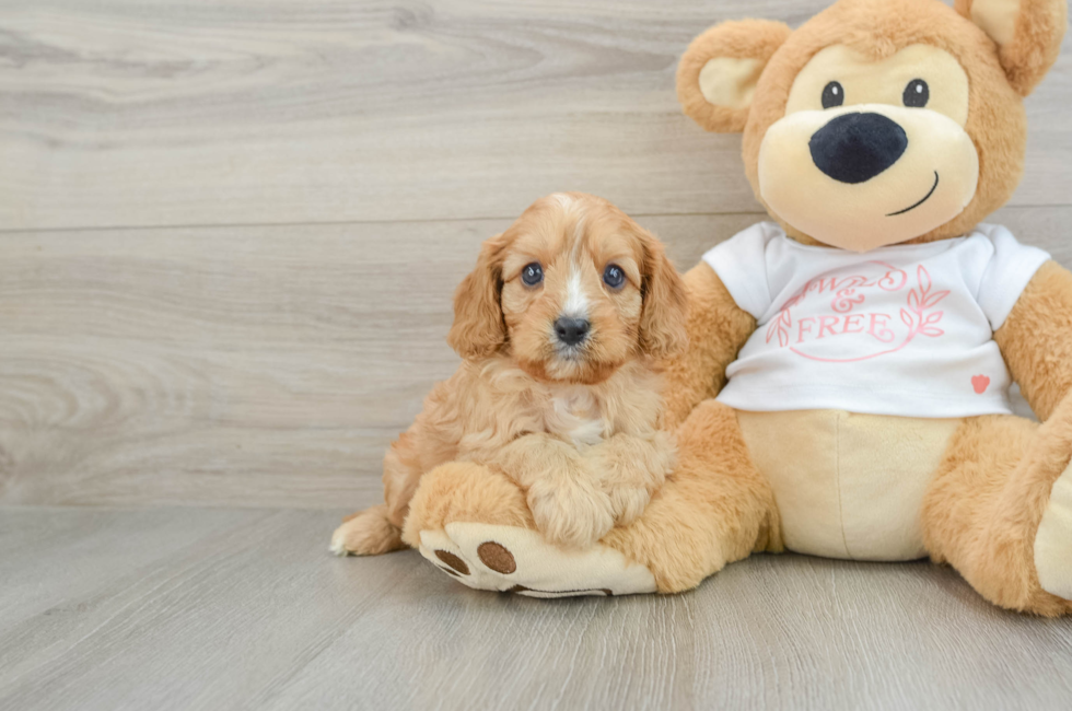 5 week old Cavapoo Puppy For Sale - Lone Star Pups