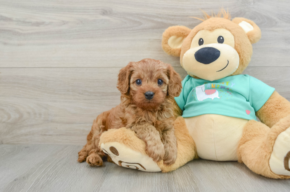 6 week old Cavapoo Puppy For Sale - Lone Star Pups