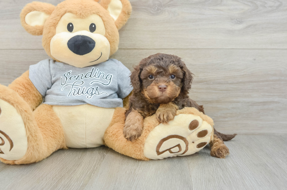 5 week old Cavapoo Puppy For Sale - Lone Star Pups
