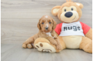 Best Cavapoo Baby