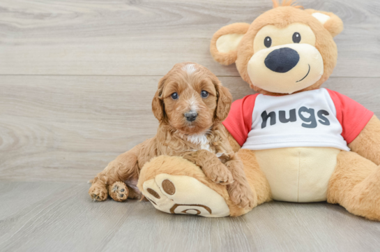 Best Cavapoo Baby