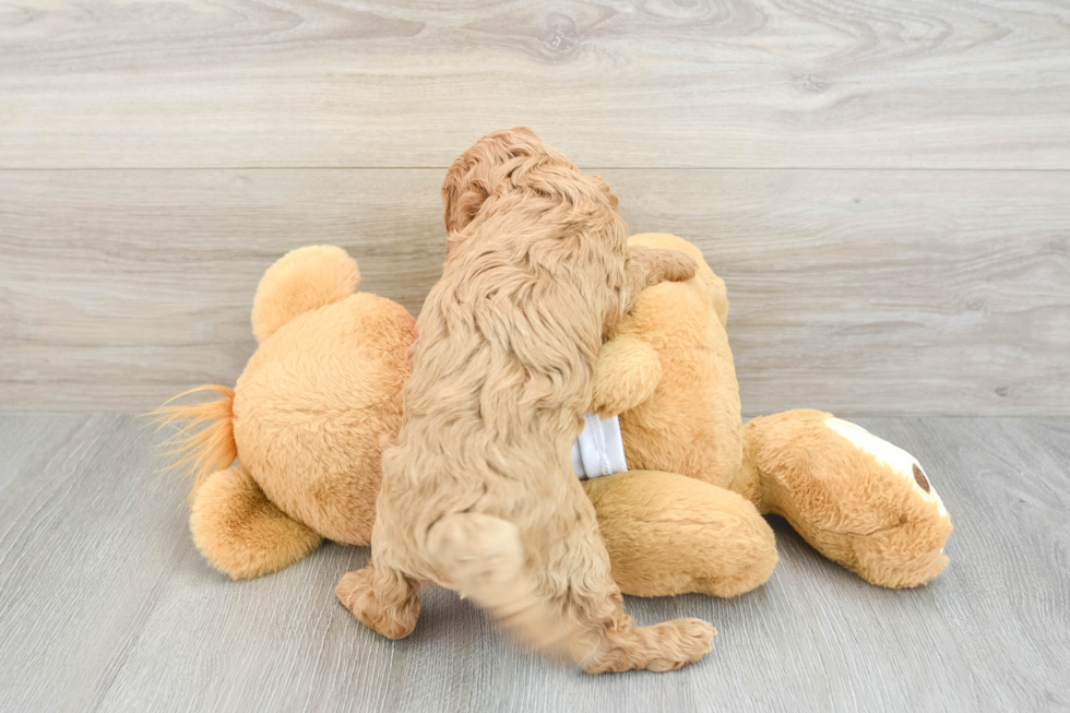 Best Cavapoo Baby
