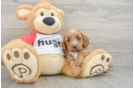 Cavapoo Pup Being Cute