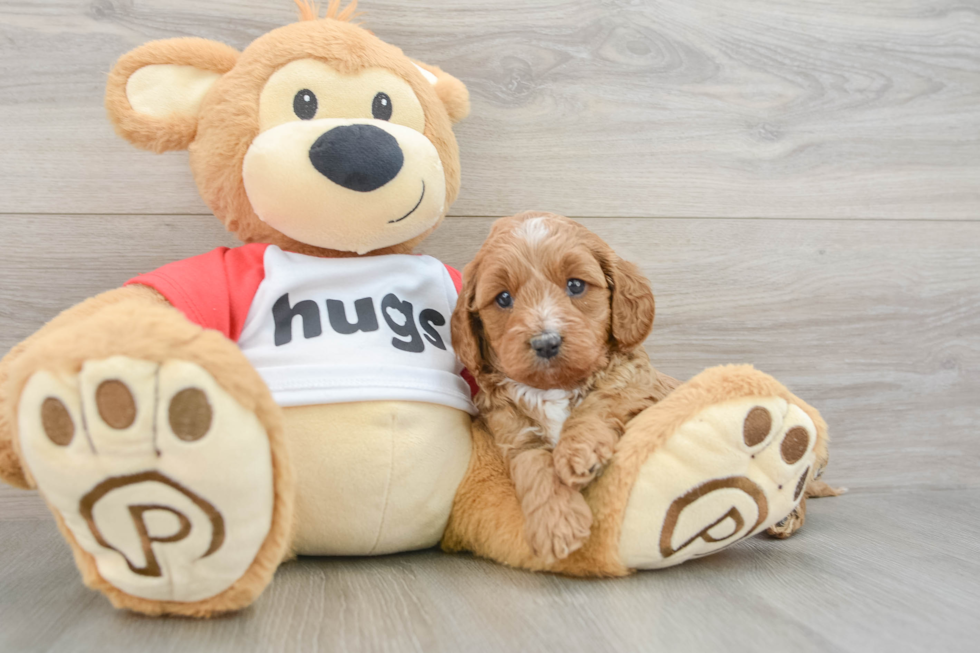 Cavapoo Pup Being Cute