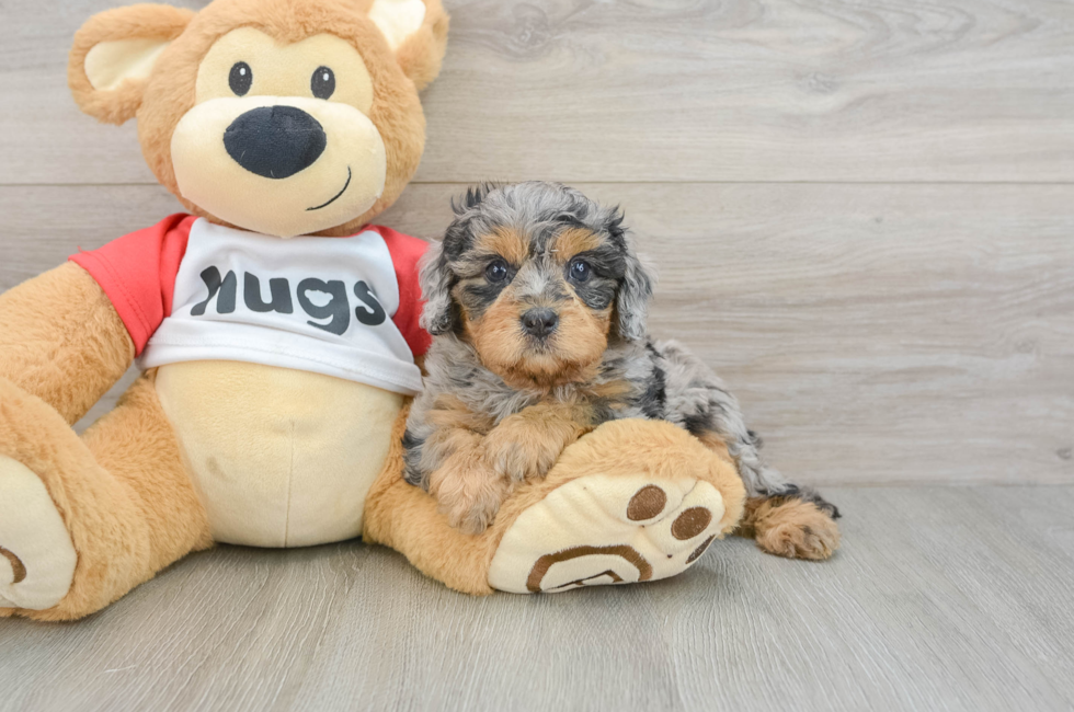 6 week old Cavapoo Puppy For Sale - Lone Star Pups