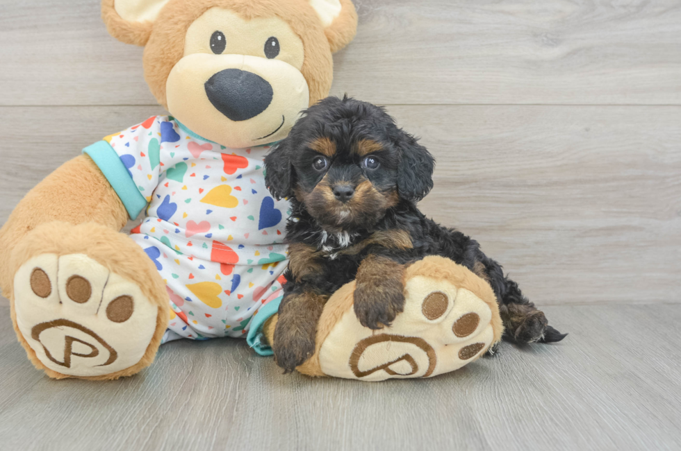 6 week old Cavapoo Puppy For Sale - Lone Star Pups
